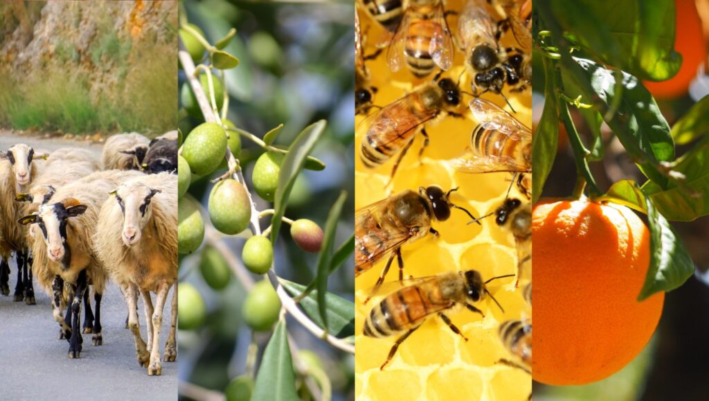 Collage Agriculture
